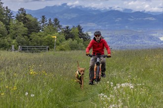 Mountain biker and traildog, Vizslar dog running next to bicycle in early summer on the Jura