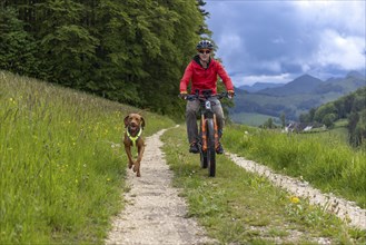 Mountain biker and traildog, Vizslar dog running next to bicycle in early summer on the Jura