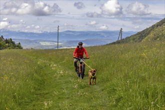 Mountain biker and Vizslar dog during bikejöring, dog pulling a bike, Jura heights near Birmatt,