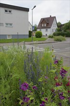 Flowering area at zebra crossing, housing estate, residential neighbourhood, biodiversity, biotope,