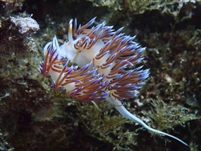 An elegant pair of colourful nudibranchs, Cratena peregrina, mating amidst marine plants in an