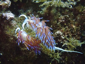 An elegant pair of colourful nudibranchs, migratory thread snails (Cratena peregrina), mating