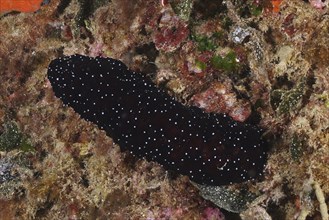 A dark spotted sea cucumber, white-tipped sea cucumber (Holothuria polii), on the seabed in the