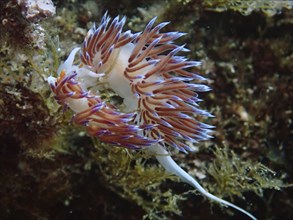 An elegant pair of colourful nudibranchs, Cratena peregrina, mating amidst marine plants in an