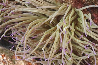 A opelet anemone (Anemonia sulcata) with long tentacles on the seabed in the underwater world. Dive