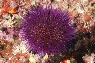 A spiny purple sea urchin (Sphaerechinus granularis) on the seabed in a marine environment. Dive