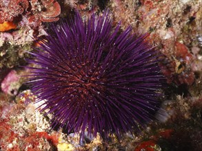 A spiny purple sea urchin (Sphaerechinus granularis) on the seabed in an underwater world. Dive