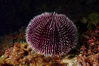 A spiny purple sea urchin (Sphaerechinus granularis) on the seabed in a dark underwater environment