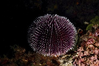 A single purple sea urchin (Sphaerechinus granularis) sits on a rock in the dark. Dive site Cap de