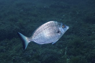 A lone fish, sharpshout seabream (Diplodus puntazzo), swims through the blue waters of the ocean.