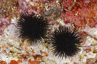 Two specimens of black sea urchin (Arbacia lixula) clinging to a rock underwater. Dive site Marine