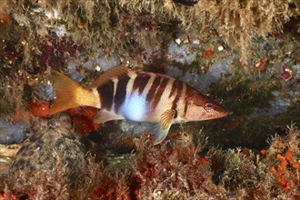 A coloured scribefish (Serranus scriba) swims next to rocks and algae in the sea. Dive site Marine