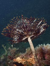 A brown-black fan-like organism, mediterranean fanworm (Sabella spallanzanii), which grows