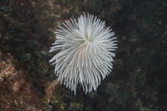 A white fan-like organism, mediterranean fanworm (Sabella spallanzanii), on a rock under water.