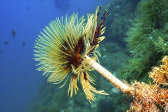 A colourful spiral sea spine (Sabella spallanzanii) growing in the blue waters of the ocean. Dive