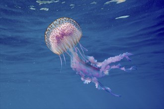 A mauve stinger (Pelagia noctiluca) floats in the sea water. Dive site Cap de Creus Marine