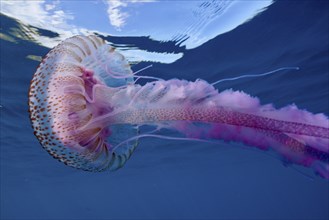 A colourful mauve stinger (Pelagia noctiluca) floats below the surface. Dive site Cap de Creus