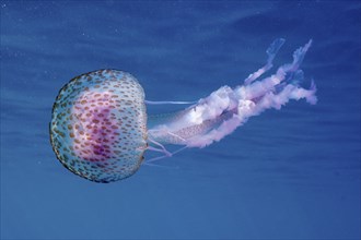 A mauve stinger (Pelagia noctiluca) floats gently in the blue water. Dive site Cap de Creus marine