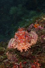 A speckled red fish, red scorpionfish (Scorpaena scrofa), sea sow, rests on a rock surrounded by