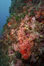 A red, speckled fish, red scorpionfish (Scorpaena scrofa), sea sow, lies on a colourful underwater