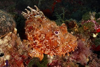 A close-up of a red speckled fish, red scorpionfish (Scorpaena scrofa), sea sow, surrounded by