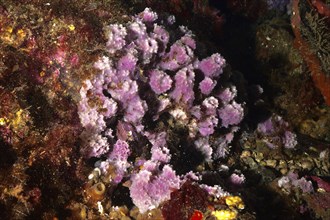 Purple coarse sponge (Dysidea avara) with vivid colours on an underwater reef. Dive site Marine