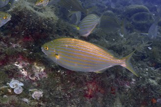 A striped fish in yellow and silver, the salema porgy (Sarpa salpa), swims over an underwater reef.