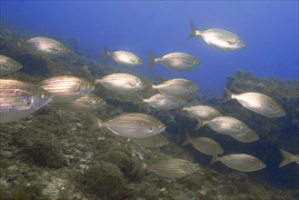 A school of salema porgy (Sarpa salpa) in the sea on a rocky underwater reef under blue water. Dive