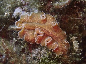 A golden flatworm (Yungia aurantiaca) on the seabed, surrounded by algae and underwater plants.