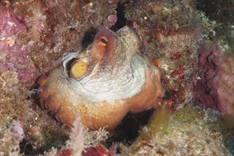 Common Octopus (Octopus vulgaris), common octopus, hiding among pink and green rocks underwater.