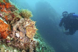 Diver observing a Common Octopus (Octopus vulgaris), common octopus, underwater, in a rocky