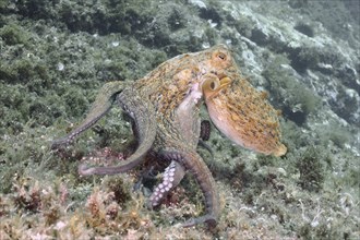 Common Octopus (Octopus vulgaris), common octopus, on a rock under water. Dive site Marine