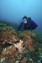 A diver underwater observing a Common Octopus (Octopus vulgaris), common octopus, on a rock among