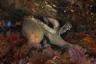 A Common Octopus (Octopus vulgaris), common octopus, under a rock, surrounded by false corals