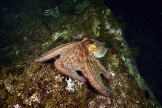 A Common Octopus (Octopus vulgaris), common octopus, on a rocky seabed surrounded by algae and