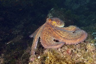 A Common Octopus (Octopus vulgaris), common octopus, on the seabed surrounded by algae. Dive site