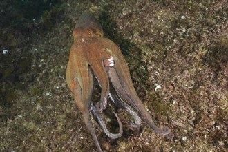 A Common Octopus (Octopus vulgaris), common octopus, on the run underwater. Dive site Marine