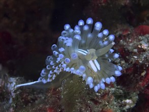 Bright blue striped thick-billed slug (Janolus cristatus) in a dark underwater environment. Dive