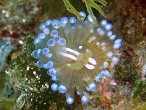 Striped Thick-billed Slug (Janolus Scalloped ribbonfish) from the front, dive site Cap de Creus