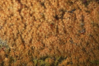 Dense accumulation of Yellow cluster anemone (Parazoanthus axinellae) under water. Dive site Marine