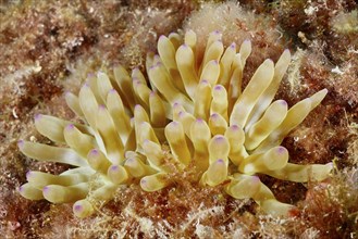 Underwater photograph of yellow coral-like structures with delicate tips, rock gold rose