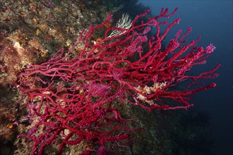 Underwater image shows dense, red coral structures, Violescent sea-whip (Paramuricea clavata),