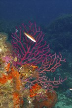 Underwater image of bright red coral structures, Violescent mediterranean rainbow wrasse (Coris