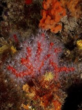 Detailed underwater image showing bright red and white coral structures, red coral (Corallium