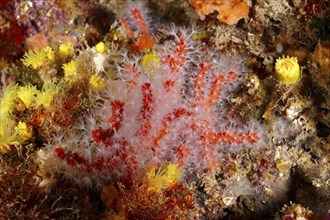 Vivid underwater image of red coral, Corallium rubrum, in a rich, textured marine environment. Dive