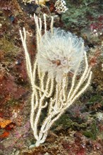 Translucent Sea squirt (Clavelina Dellavallei) on white gorgonian (Eunicella singularis) . Dive