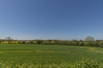 Lindelse, Ringkobing, South Funen, Langeland Island, agriculture, grain field, wing protection,