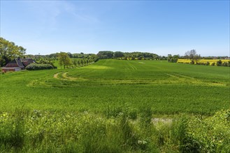 Lindelse, Ringkobing, South Funen, Langeland Island, agriculture, grain field, wing protection,