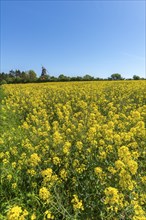 Lindelse Molle, restored mill, Rudkobing, Geo Park South Funen, agriculture, rapeseed cultivation,