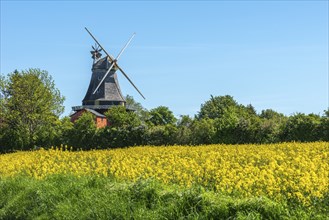 Lindelse Molle, restored mill, Rudkobing, Geo Park South Funen, agriculture, rapeseed cultivation,